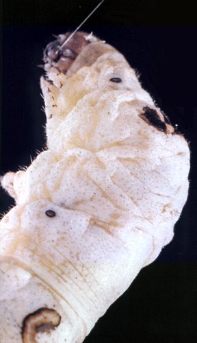 Larva di Bombyx mori