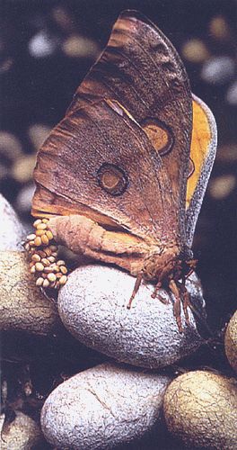 Insetto adulto di Bombyx mori e bozzoli