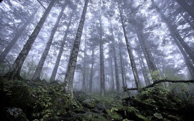 Hubei – Shennongjia