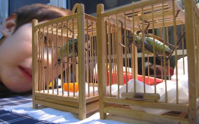 La cultura del 花鸟鱼虫 – Fiori uccelli pesci e insetti