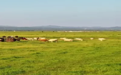 Le praterie della Mongolia interna